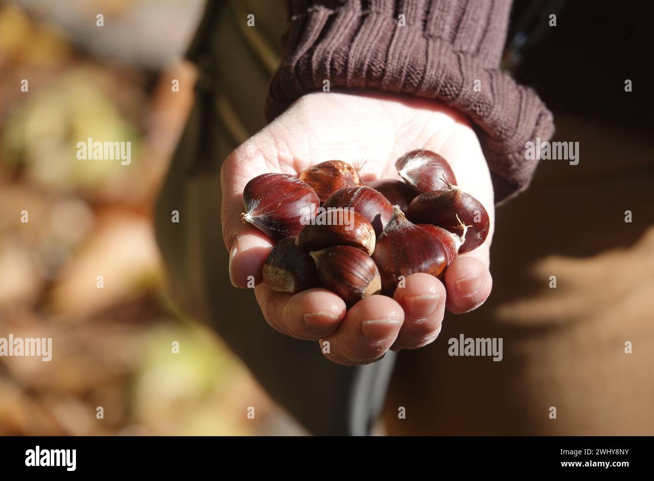 Castanea sativa, castagno dolce Foto Stock