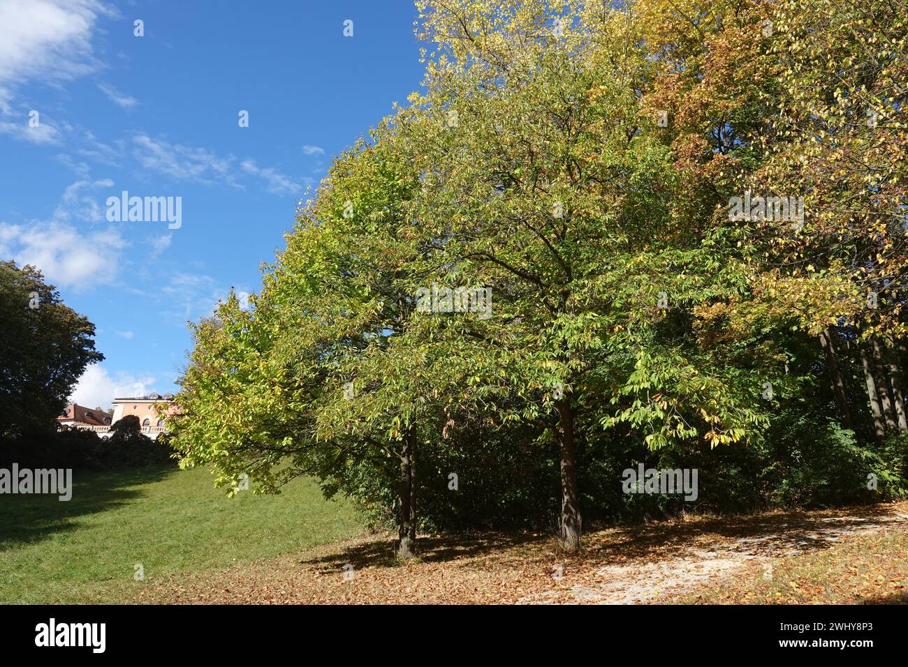 Castanea sativa, castagno dolce Foto Stock
