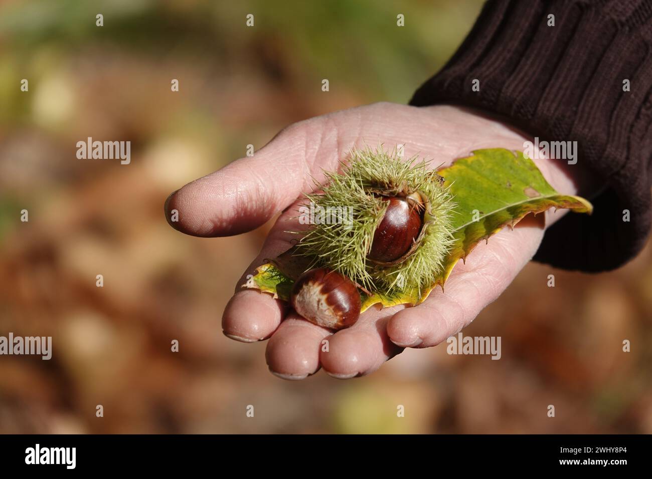 Castanea sativa, castagno dolce Foto Stock