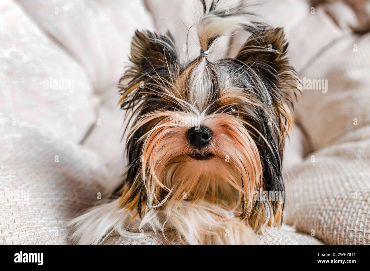 Ritratto di un cane dello Yorkshire Terrier, su uno sfondo chiaro Foto Stock