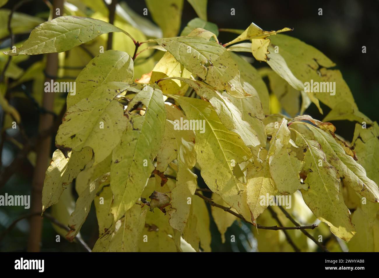 Chionanthus virginicus, fringetree bianche, autunno Foto Stock