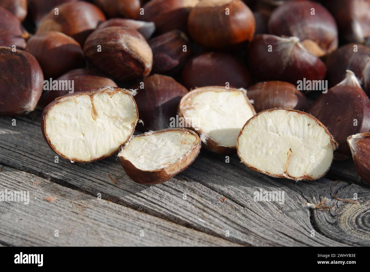 Castanea sativa, castagno dolce Foto Stock