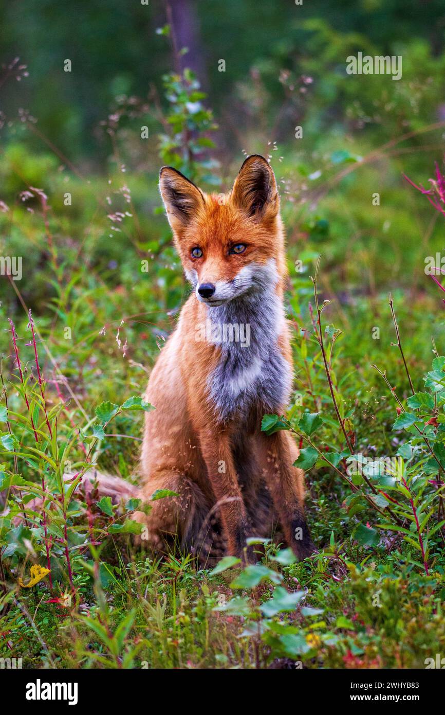 Sitzender Fuchs, volpe rossa (Vulpes vulpes) seduta nella foresta Foto Stock