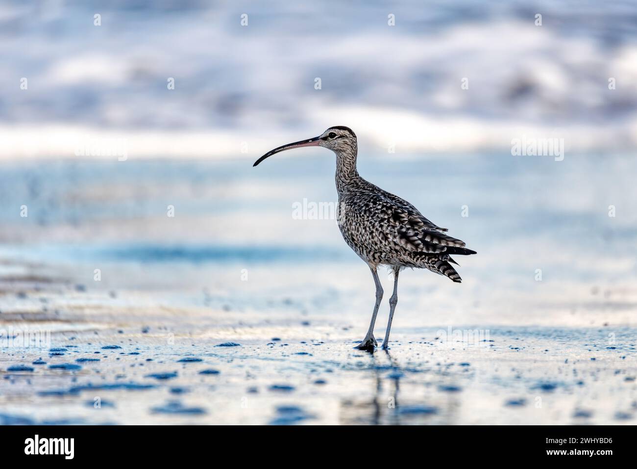 Eurasiatico o comune, Numenius phaeopus. Tortuguero, fauna selvatica e birdwatching in Costa Rica. Foto Stock