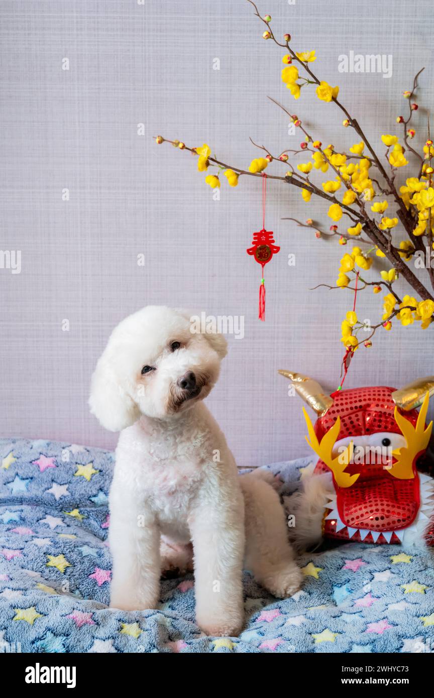 Adorabile cagnolino bianco seduto sul suo letto con un abito da drago del capodanno cinese con pendente appeso (parola significa benedizione) e ciliegio giallo lucente Foto Stock