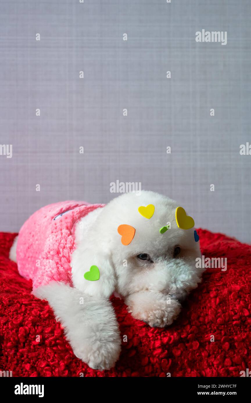 Adorabile cagnolino bianco seduto sul letto rosso con adesivi a forma d'amore sulla pelliccia per San Valentino. Foto Stock