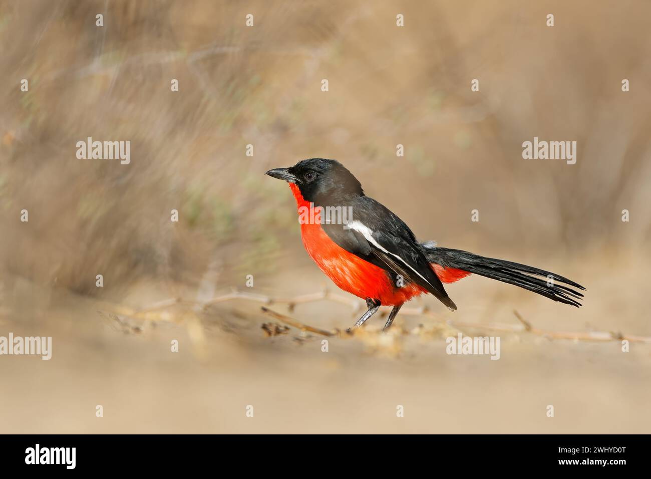 Gamberetto cremisi colorato (Laniarius atrococcineus), deserto di Kalahari, Sudafrica Foto Stock