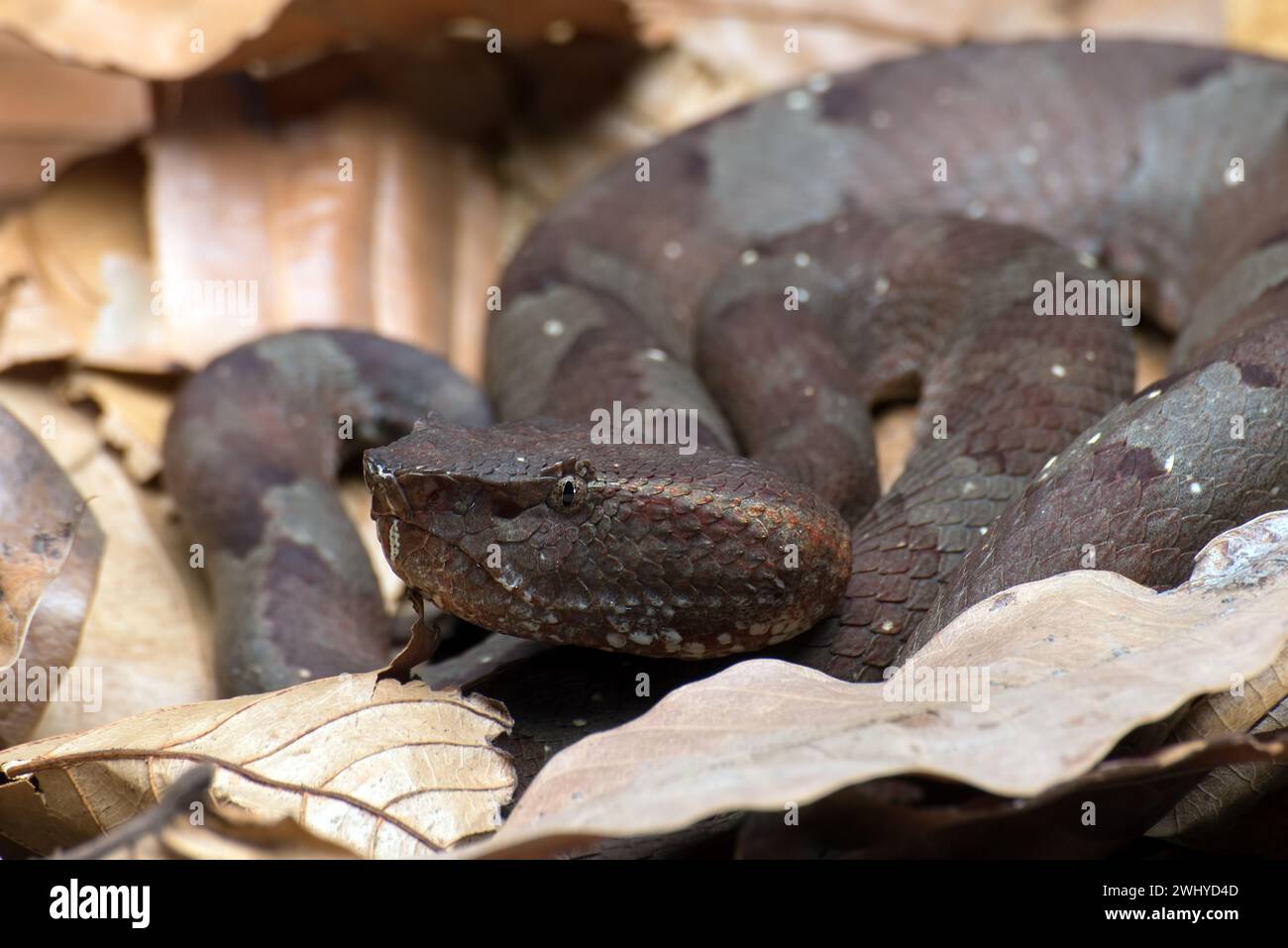 Pozzetto a naso piatto viper che si nasconde dentro una foglia Foto Stock