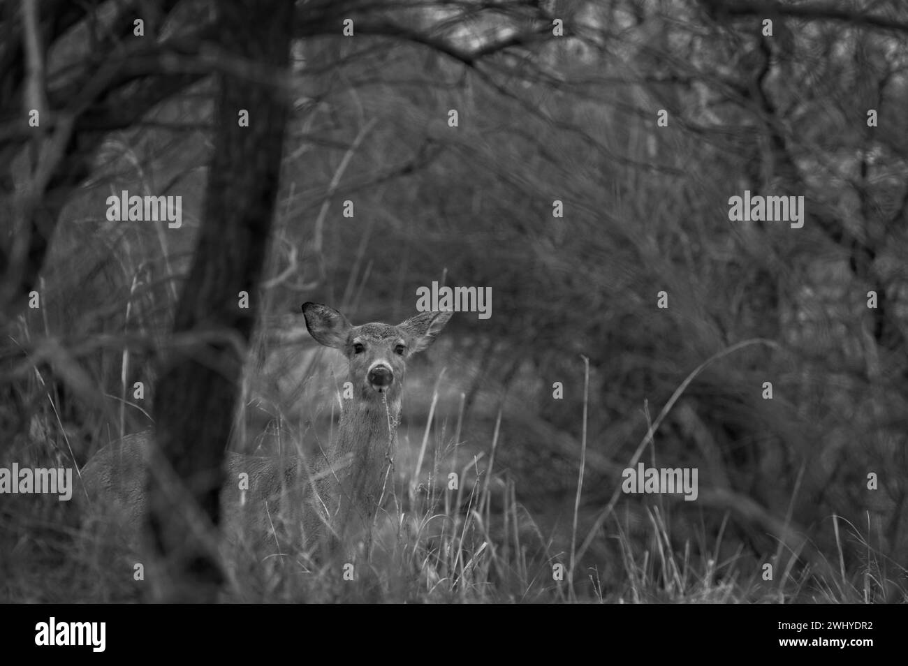 STATI UNITI - 02-11-2024: Nessuna parola o fotografia potrebbe mai rendere giustizia alla Loudoun Valley. Nuvole di tempesta che si infrangono nei pressi di Willisville oggi in Occidente Foto Stock