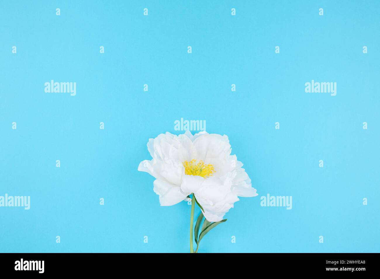 Fiori di peonia bianca in fiore Foto Stock