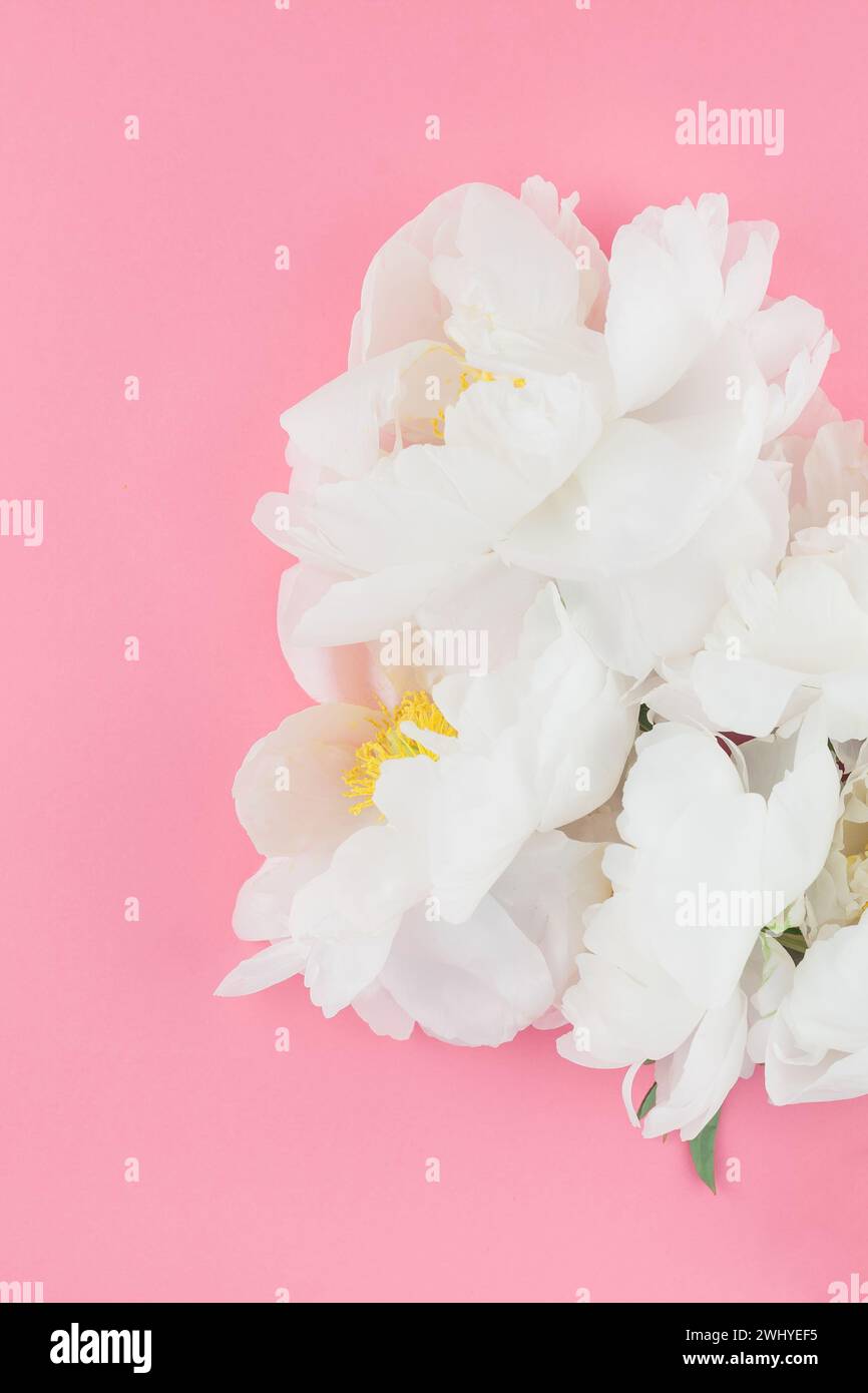 Fiori di peonia bianca in fiore Foto Stock