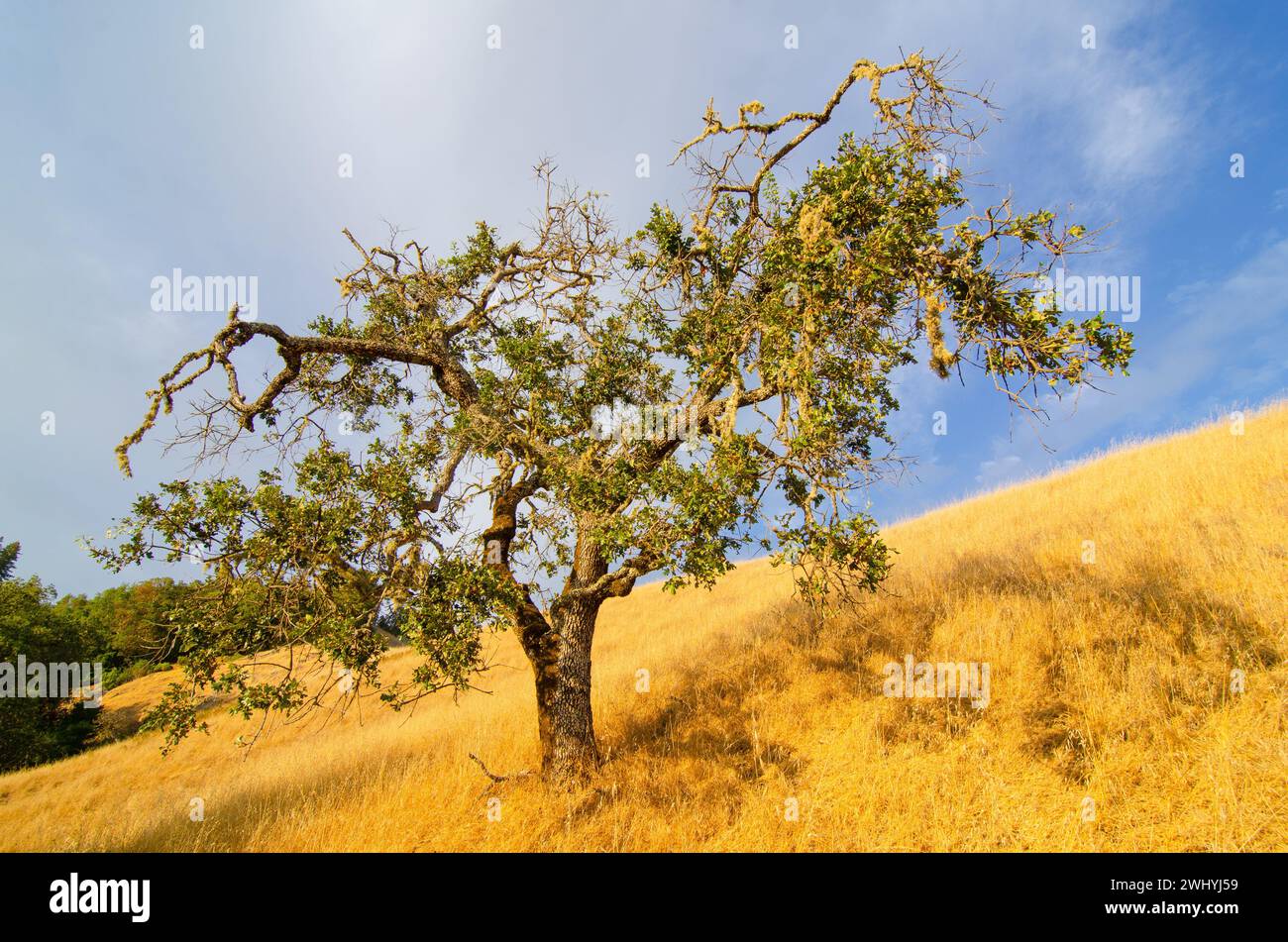 California settentrionale, Backcountry, querce, fienili abbandonati, paesaggi rurali, fascino di campagna, bellezza rustica, vecchie strutture, boschi di querce Foto Stock