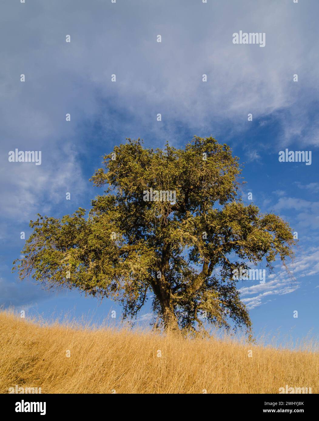 California settentrionale, Backcountry, querce, fienili abbandonati, paesaggi rurali, fascino di campagna, bellezza rustica, vecchie strutture, boschi di querce Foto Stock