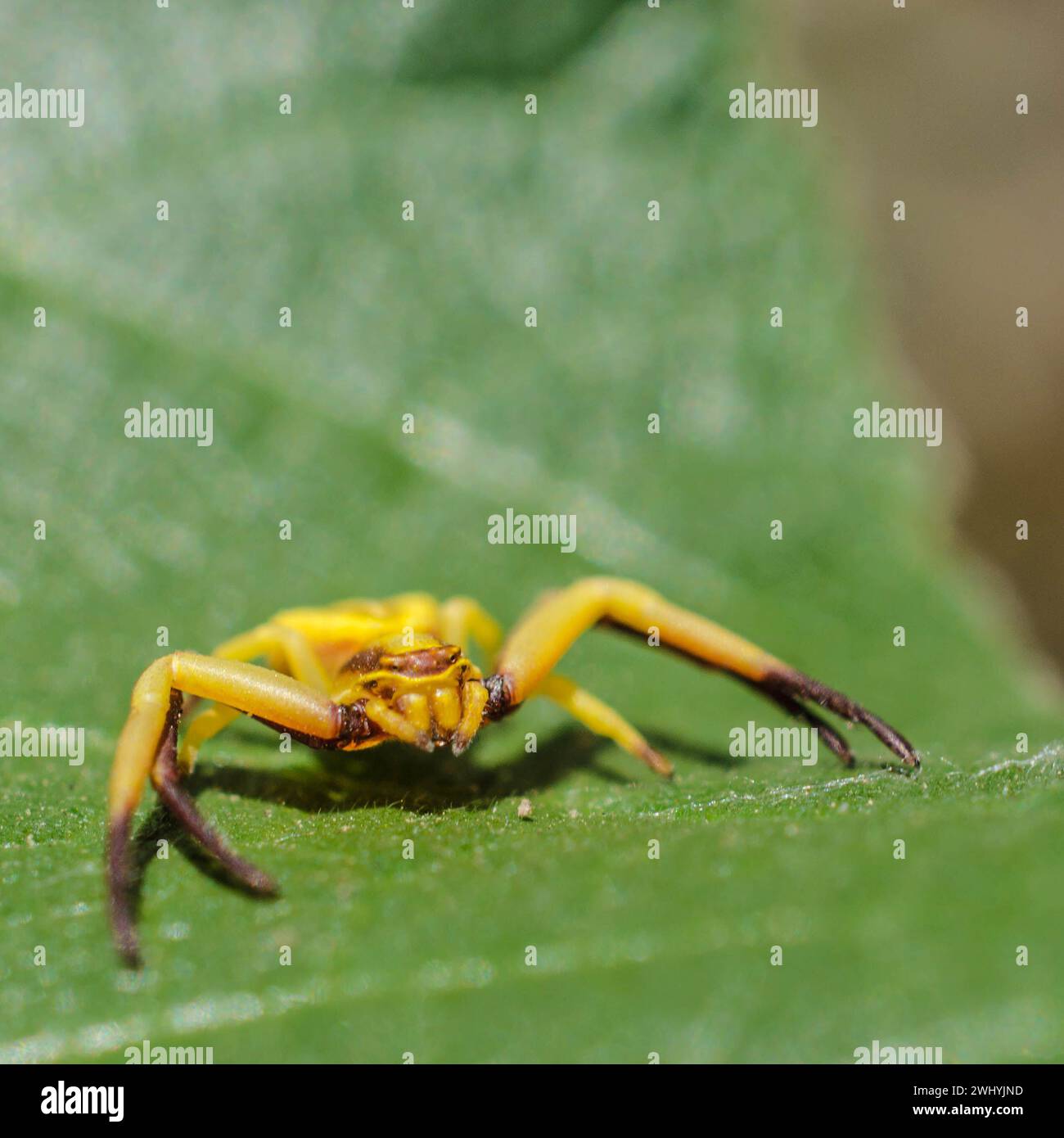 Macro Photography, ragno granchio, formosipes di Misumenoides, primo piano ragno, dettagli Arachnid Foto Stock