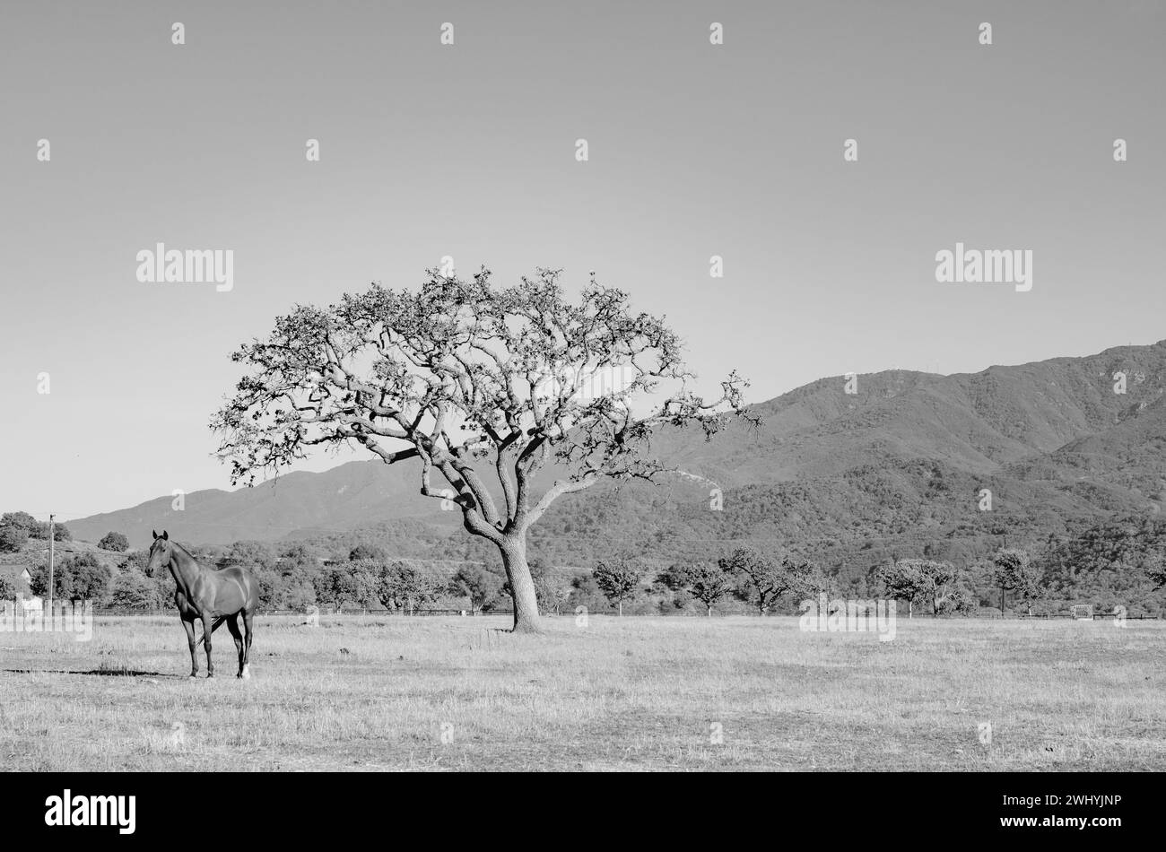 Valle di Santa Ynez, allevamenti di cavalli, bianco e nero, bellezza equestre, paesaggi rurali Foto Stock