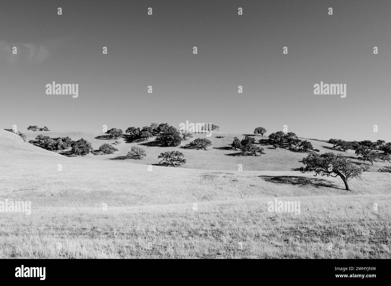 Valle di Santa Ynez, allevamenti di cavalli, bianco e nero, bellezza equestre, paesaggi rurali Foto Stock