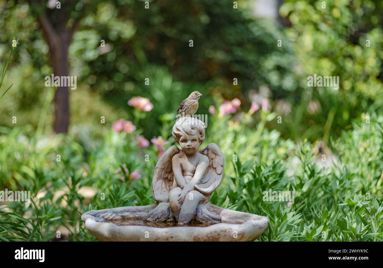 A forma di angelo, bagno degli uccelli, giardino verdeggiante, uccelli, serenità, ornamentale, natura, arredamento all'aperto, visitatori aviari, design angelico Foto Stock