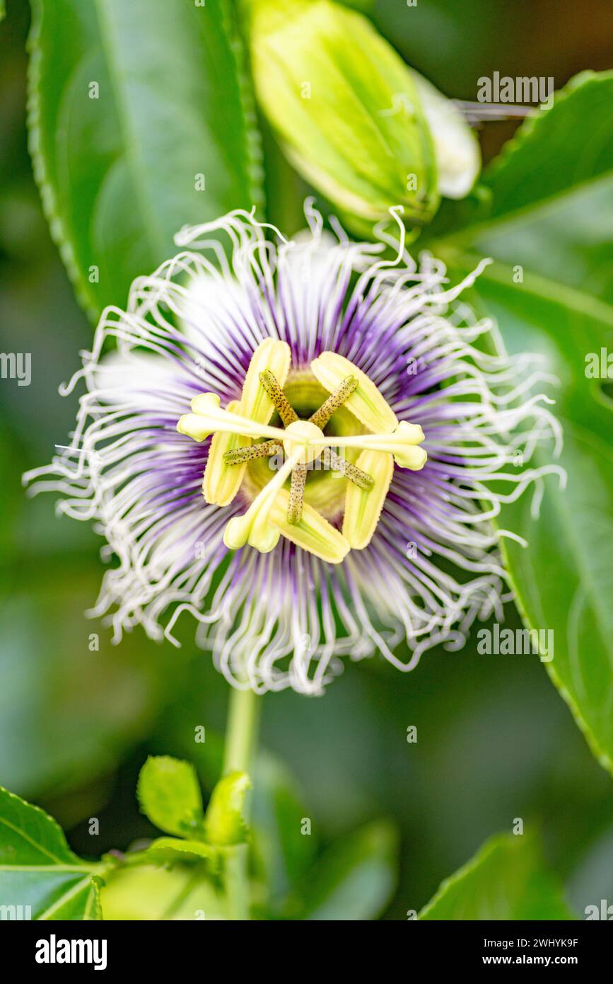 Macrofotografia, fiore di frutto della passione, dettagli floreali, bellezza da vicino, eleganza botanica, la complessità della natura, la fioritura esotica, la flora tropicale Foto Stock