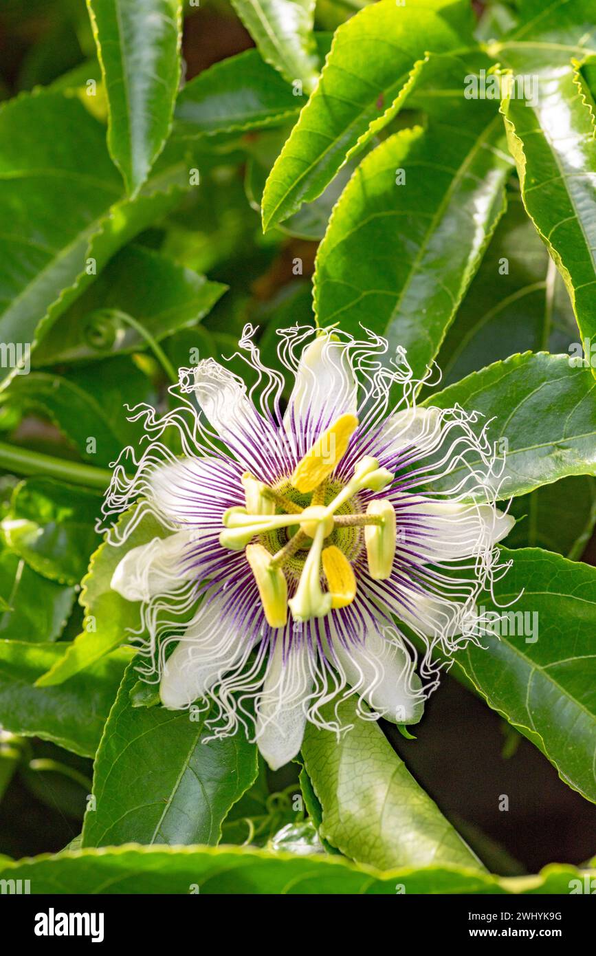 Macrofotografia, fiore di frutto della passione, dettagli floreali, bellezza da vicino, eleganza botanica, la complessità della natura, la fioritura esotica, la flora tropicale Foto Stock
