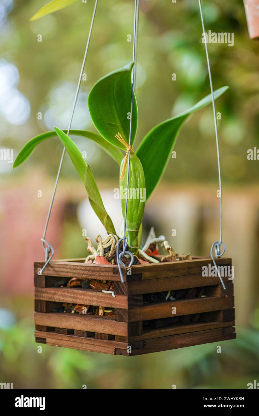 Appendiabiti, orchidea ornamentale, decorazione di piante, eleganza floreale, giardinaggio interno, pianta decorativa, varietà Orchidea Foto Stock