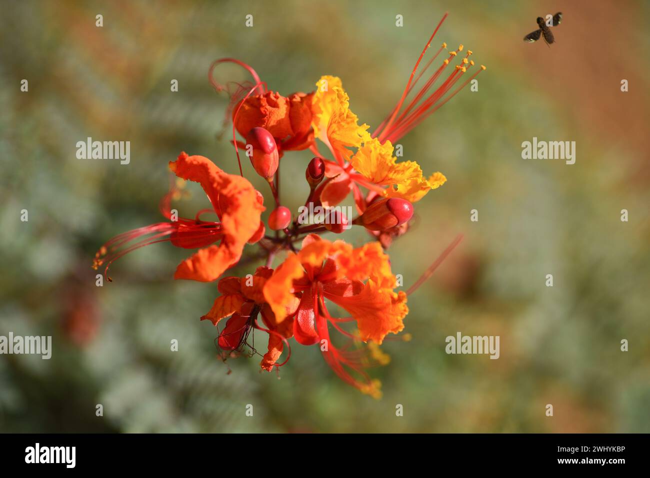Macro Photography, Peacock Flower, Caesalpinia pulcherrima, dettagli floreali, primo piano, eleganza botanica, complessità della natura Foto Stock