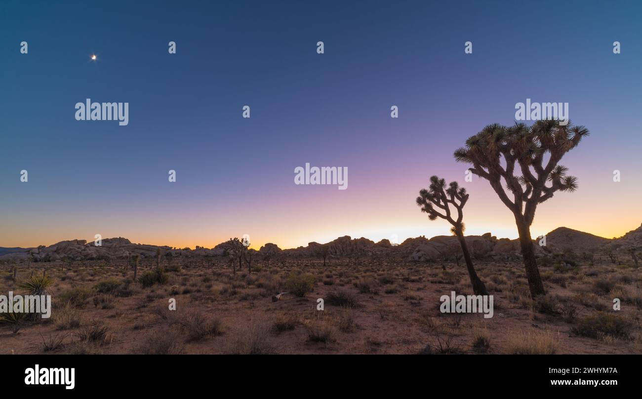 Yucca Tree, Joshua Tree National Park, stelle, bassa profondità di campo, effetto Brenizer Foto Stock