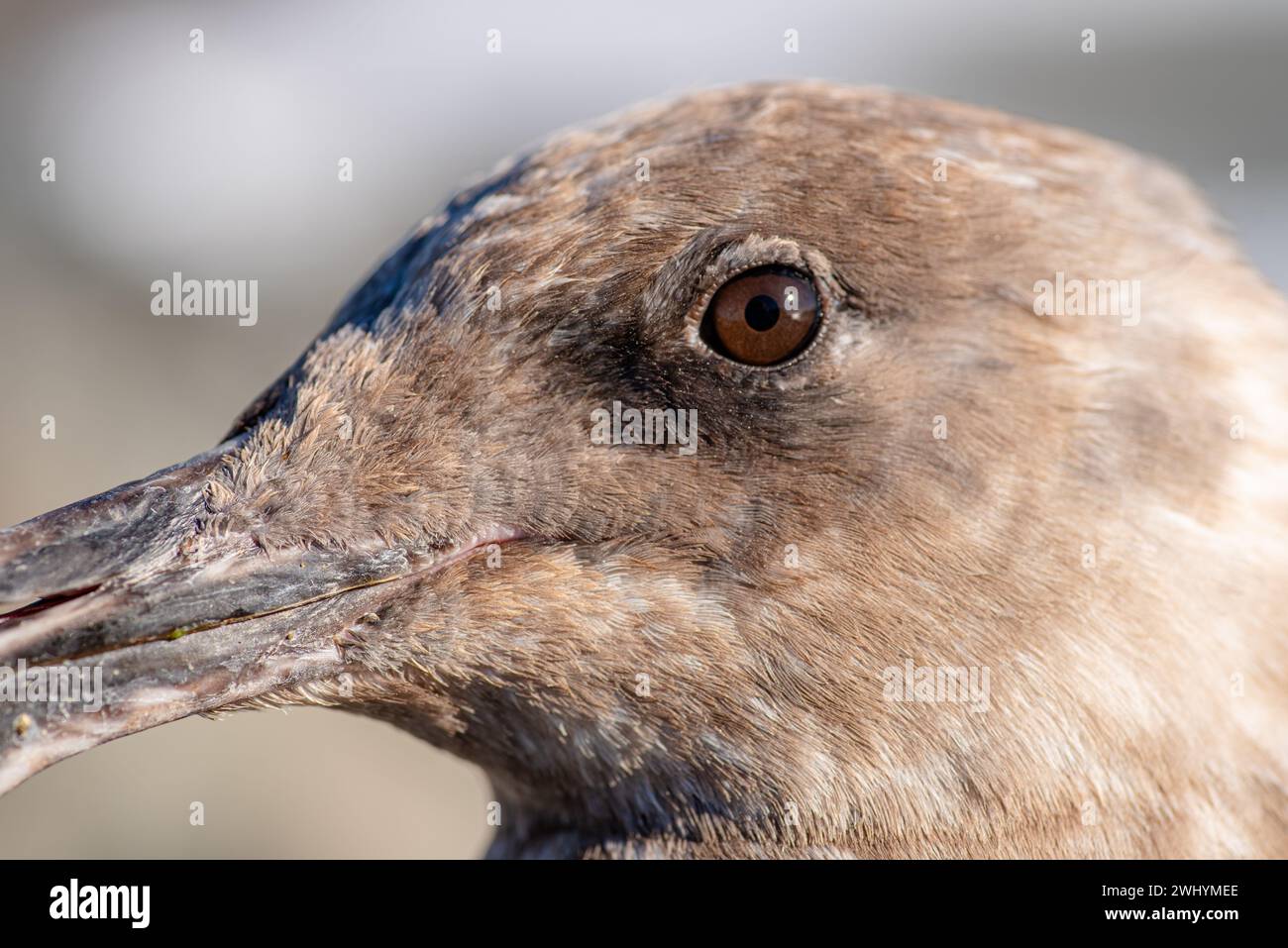 Macro-fotografia, gabbiano oculare, vista ravvicinata, Bird Eye, piume dettagliate, anatomia aviaria, fauna selvatica costiera, primo piano estremo Foto Stock