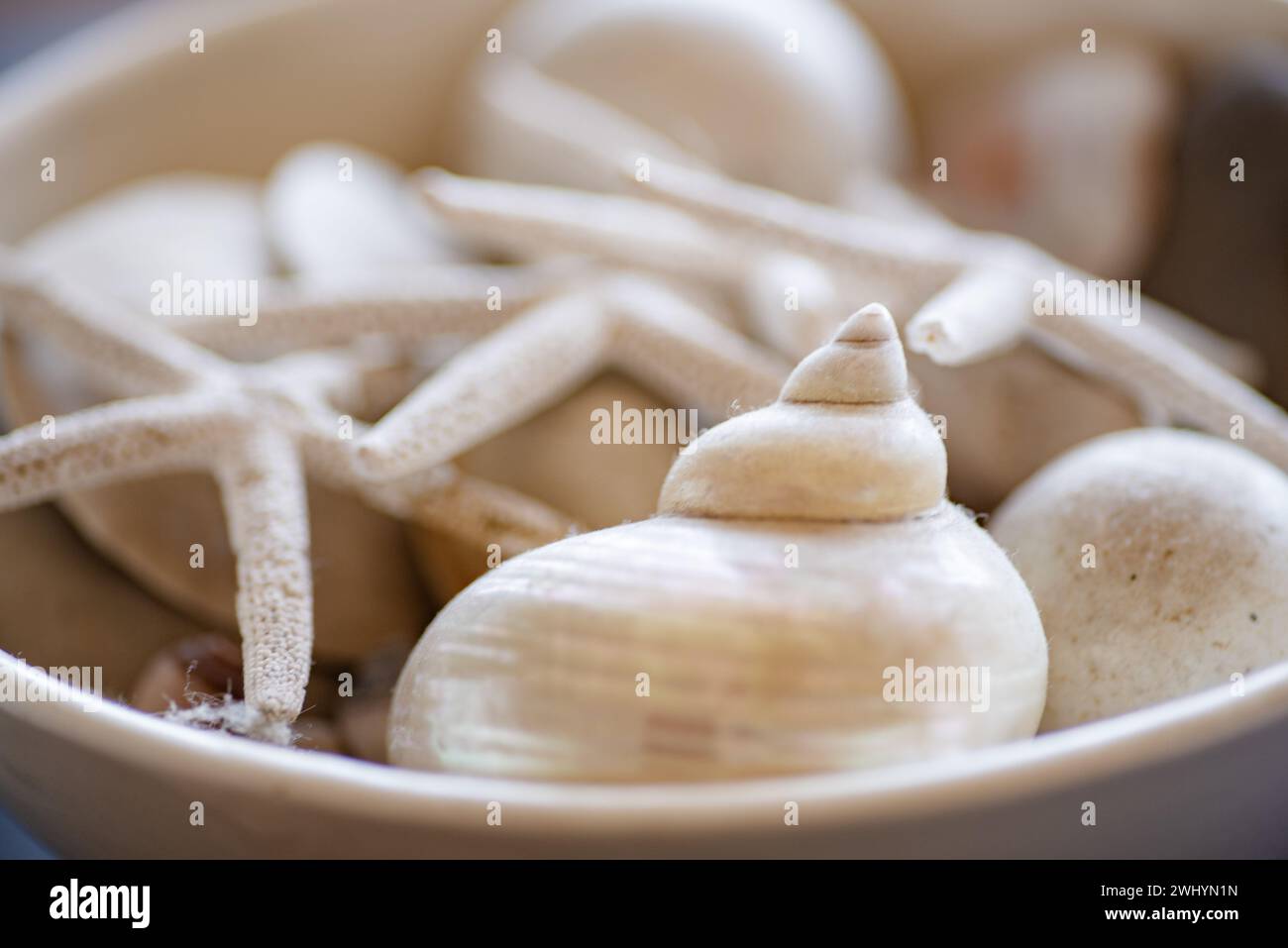 Conchiglie, di gusto, disposizione, arredamento per la casa, interior design, costiera, elegante, estetica, decorativa, tema spiaggia Foto Stock