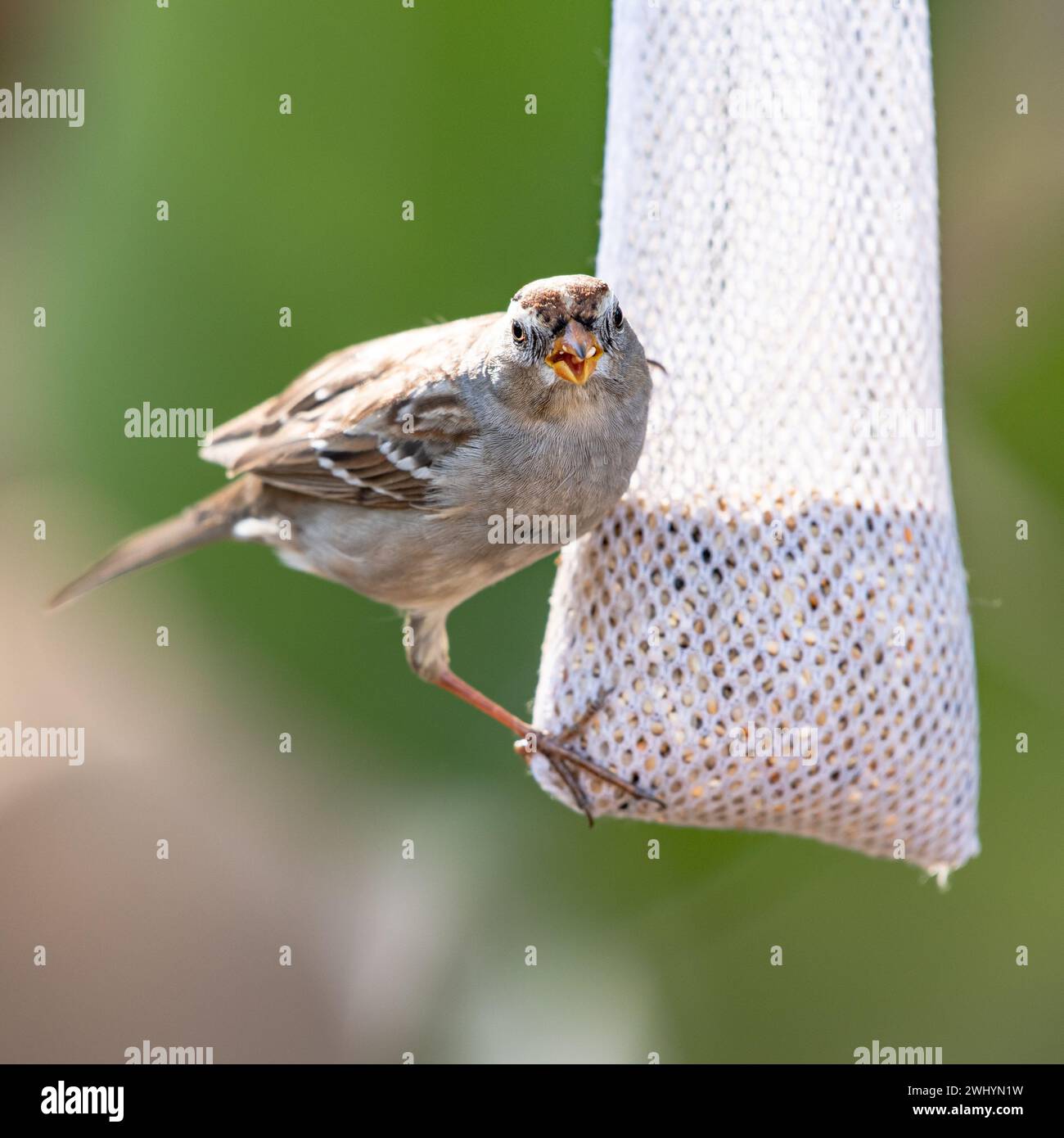 Passero, arroccato, alimentatore per uccelli in rete, teleobiettivo, fotografia naturalistica, primo piano, aviario, piumato, piccolo uccello, natura Foto Stock