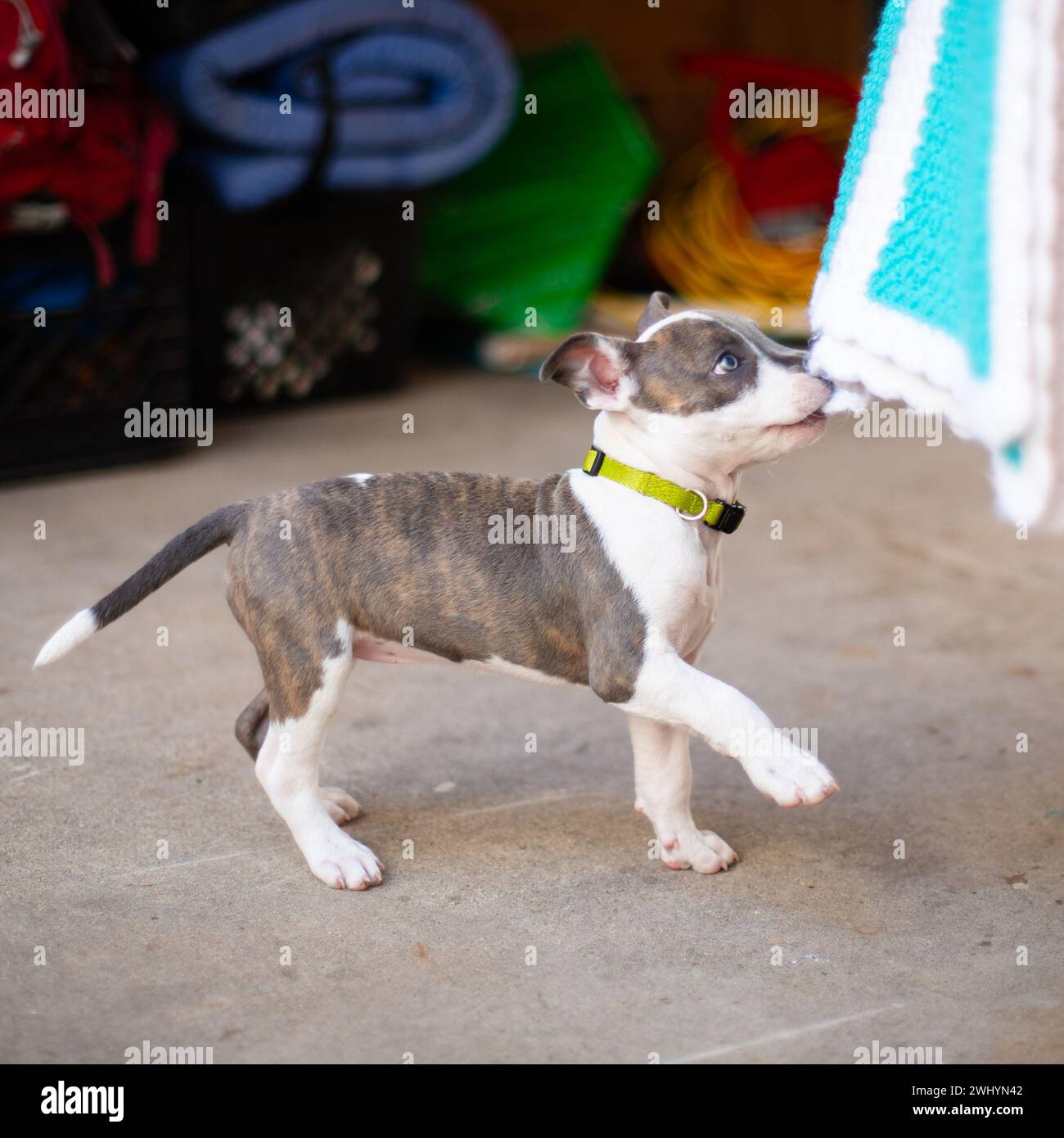 Cute, Pitbull, bianco, cappotto marrone, pigramente, felice, adorabile, cane, contenuto, rilassante Foto Stock