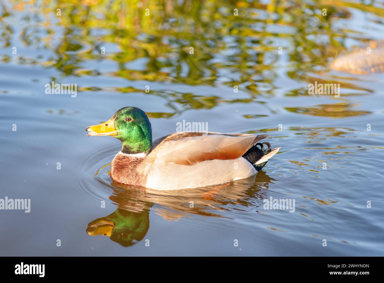 Mallard Ducks, tramonto, California, foto ravvicinata, dettagli raffinati, uccelli acquatici, Avian Beauty, Wildlife, natura, Sunset Glow Foto Stock