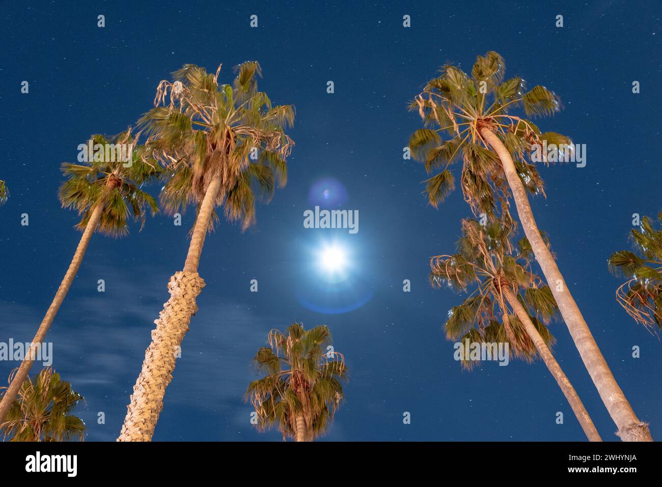 Luminoso, Luna piena, California, palme, cielo notturno, SoCal Vibe, Moonlit, Palm silhouette, Celestial Foto Stock