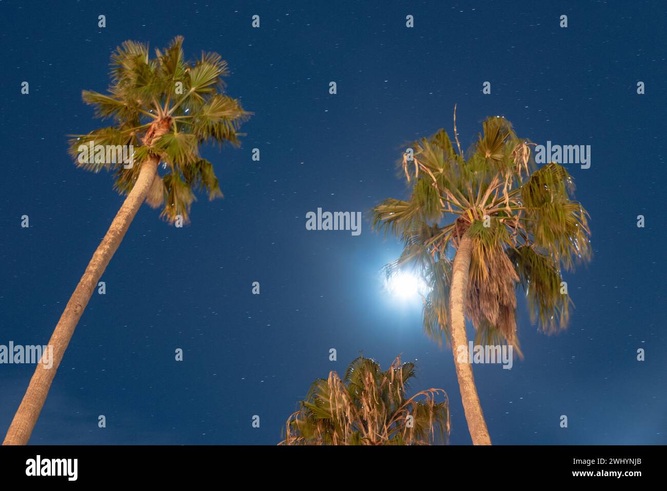 Luminoso, Luna piena, California, palme, cielo notturno, SoCal Vibe, Moonlit, Palm silhouette, Celestial Foto Stock