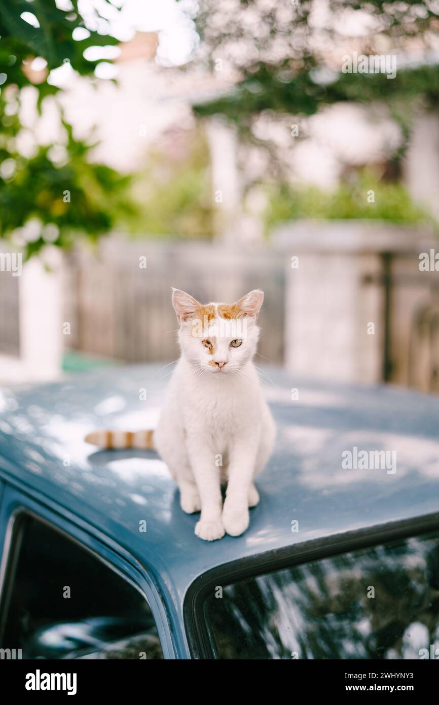 Il gatto bianco-rosso con un occhio dolente si trova sul tetto dell'auto Foto Stock