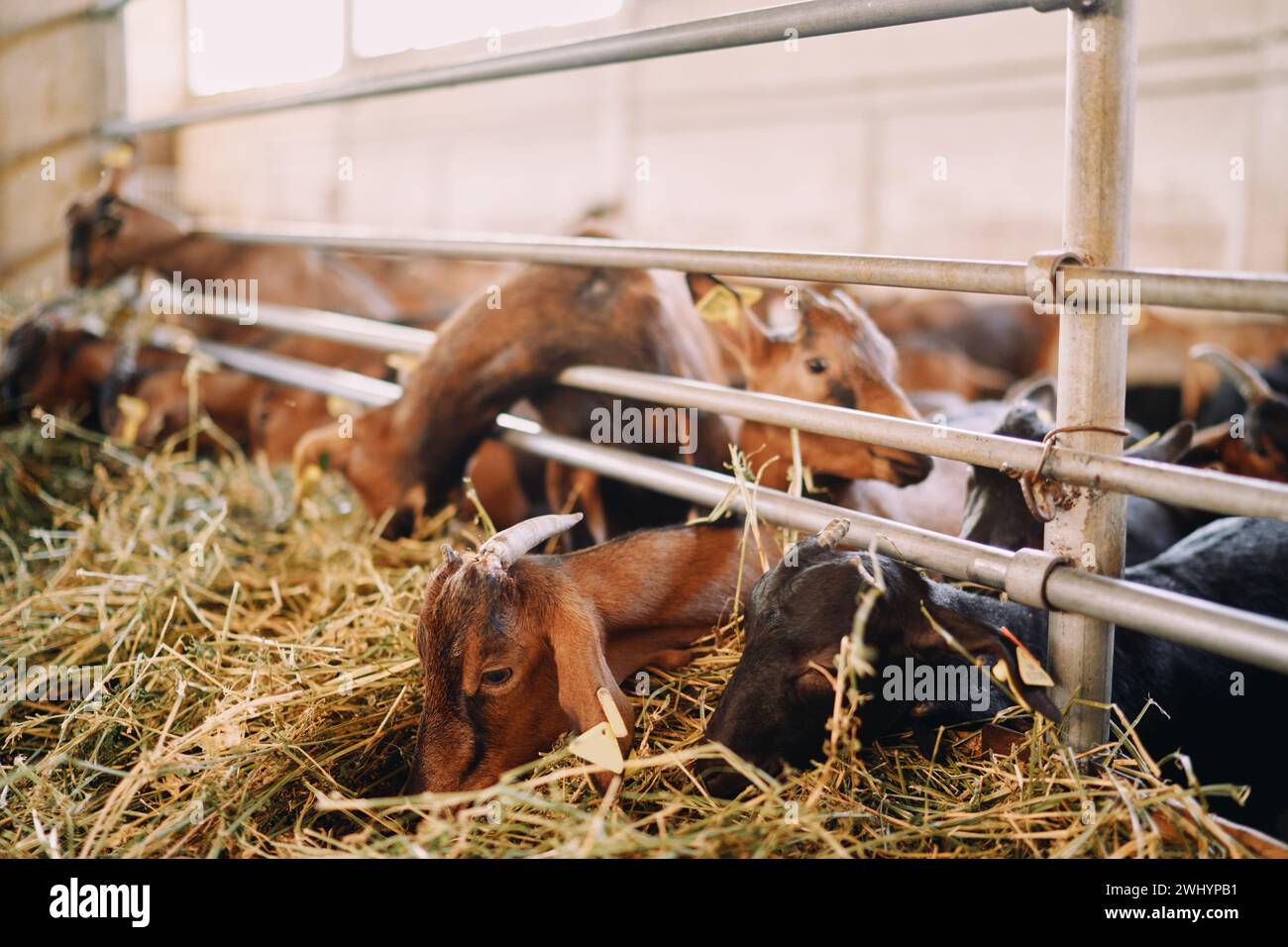 Mandria di capre mangia fieno sporgente da dietro la recinzione e scavandovi con le museruola Foto Stock