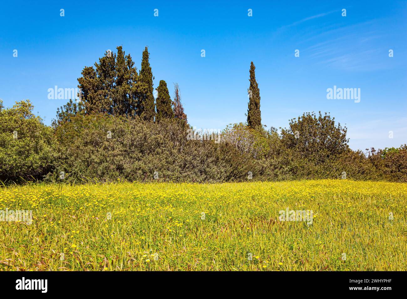 Fresco di erba verde Foto Stock