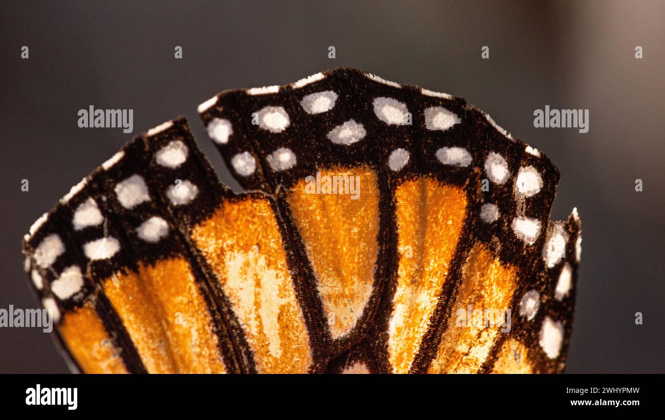 Macro, Monarch Butterfly, Wing, Closeup, dettaglio, arancione, nero, bianco, contrasti, bilance a farfalla, primi piani estremi, Macro Photography Foto Stock Macro, Monarch Butterfly, Wing, Closeup, dettaglio, arancione, nero, bianco, contrasti, bilance a farfalla, primi piani estremi, Macro Photography Foto Stock