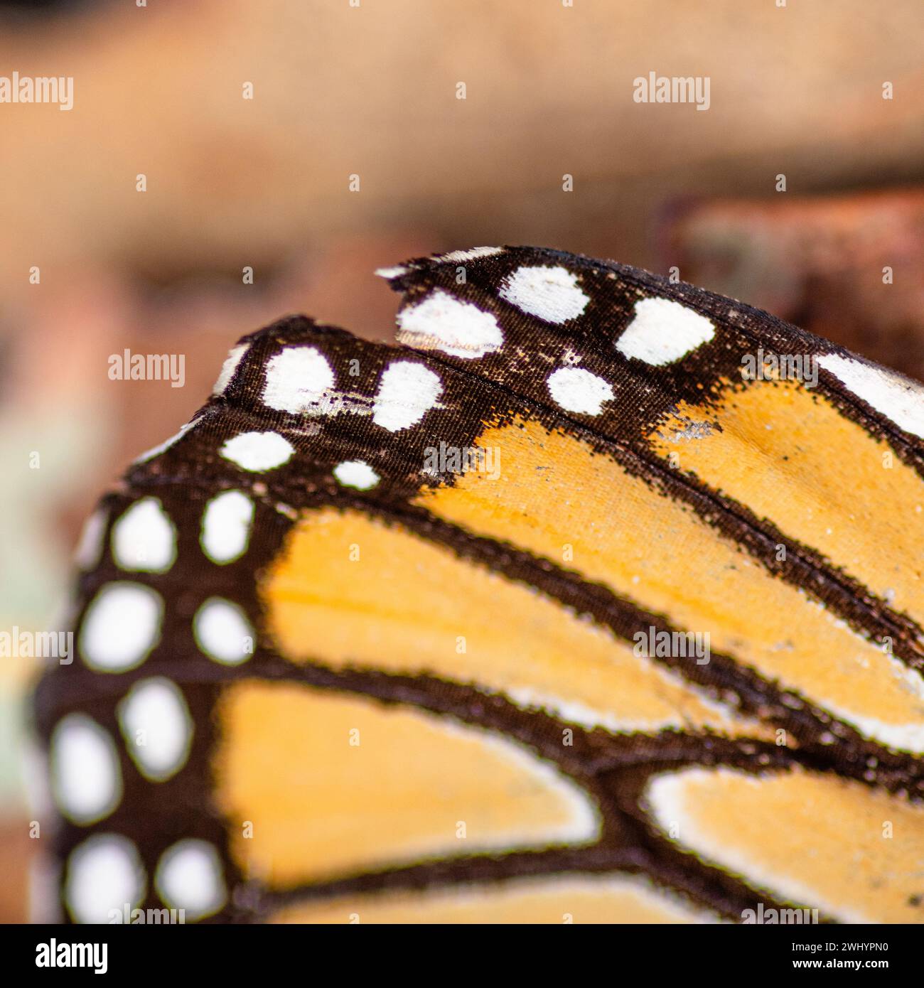 Macro, Monarch Butterfly, Wing, Closeup, dettaglio, arancione, nero, bianco, contrasti, bilance a farfalla, primi piani estremi, Macro Photography Foto Stock