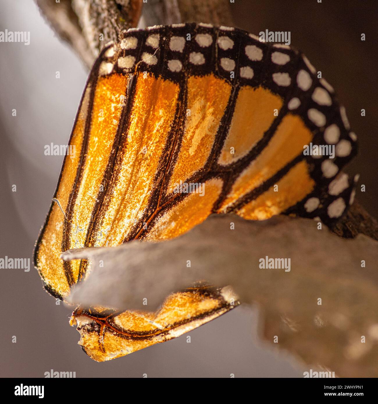 Macro, Monarch Butterfly, Wing, Closeup, dettaglio, arancione, nero, bianco, contrasti, bilance a farfalla, primi piani estremi, Macro Photography Foto Stock