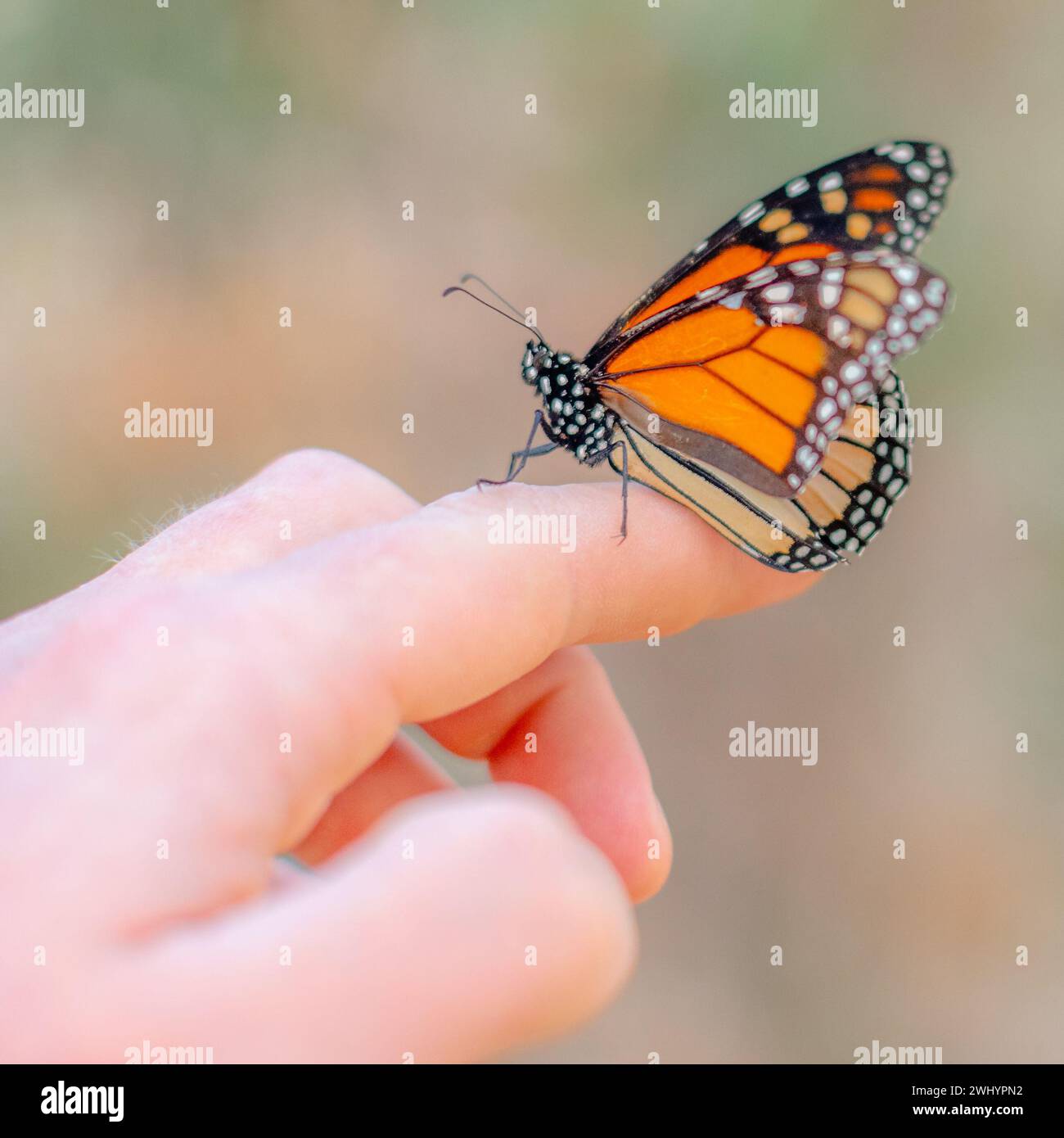 Monarch Butterfly, riposo, mano, arroccato, mano umana, incontro ravvicinato, interazione, connessione natura, Foto Stock