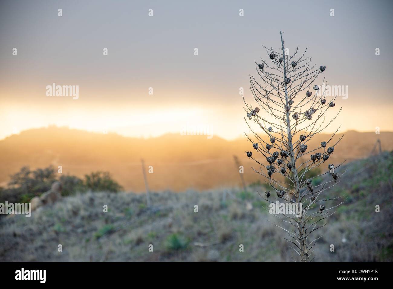 Whispy Fog, Sunset, Santa Barbara Mountains, Chaparral, Yucca, paesaggio, sognante, colori, atmosfera, Foggy, catena montuosa, eterea, panoramica Foto Stock