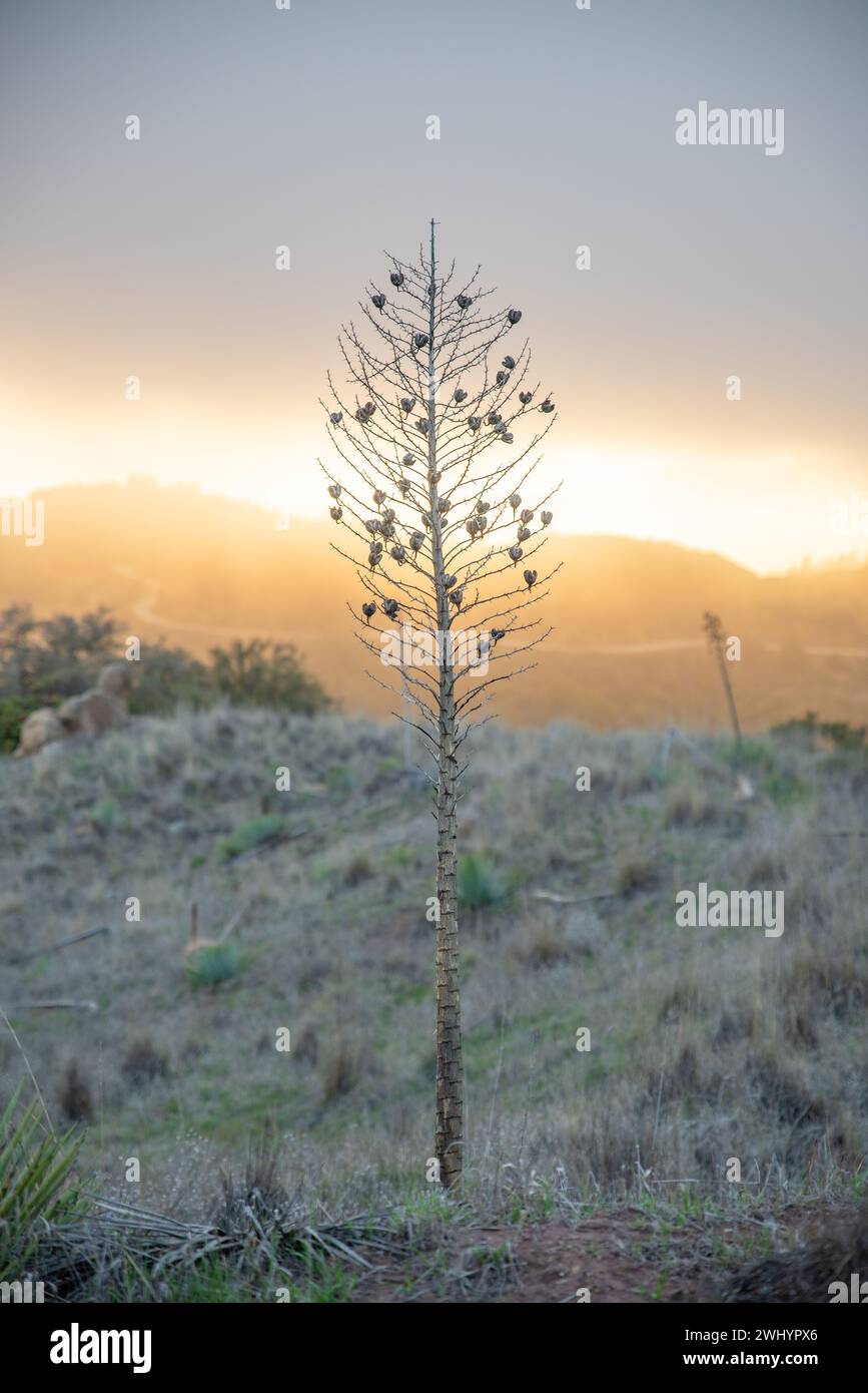 Whispy Fog, Sunset, Santa Barbara Mountains, Chaparral, Yucca, paesaggio, sognante, colori, atmosfera, Foggy, catena montuosa, eterea, panoramica Foto Stock