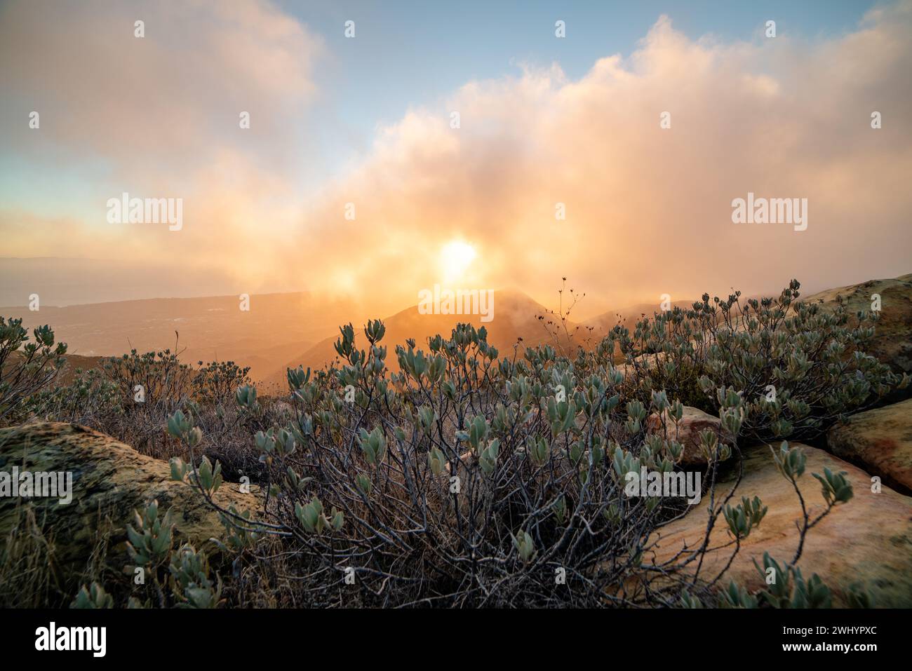 Whispy Fog, Sunset, Santa Barbara Mountains, Chaparral, Yucca, paesaggio, sognante, colori, atmosfera, Foggy, catena montuosa, eterea, panoramica Foto Stock