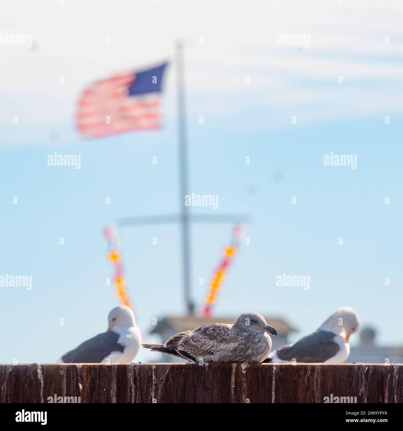 Gabbiano, porto di Santa Barbara, barche, arroccato, flora e fauna selvatiche, Coastal, Bird, Seaside, Seagull arroccato, Harbor Scene, Santa Barbara, Seagull Bird Foto Stock