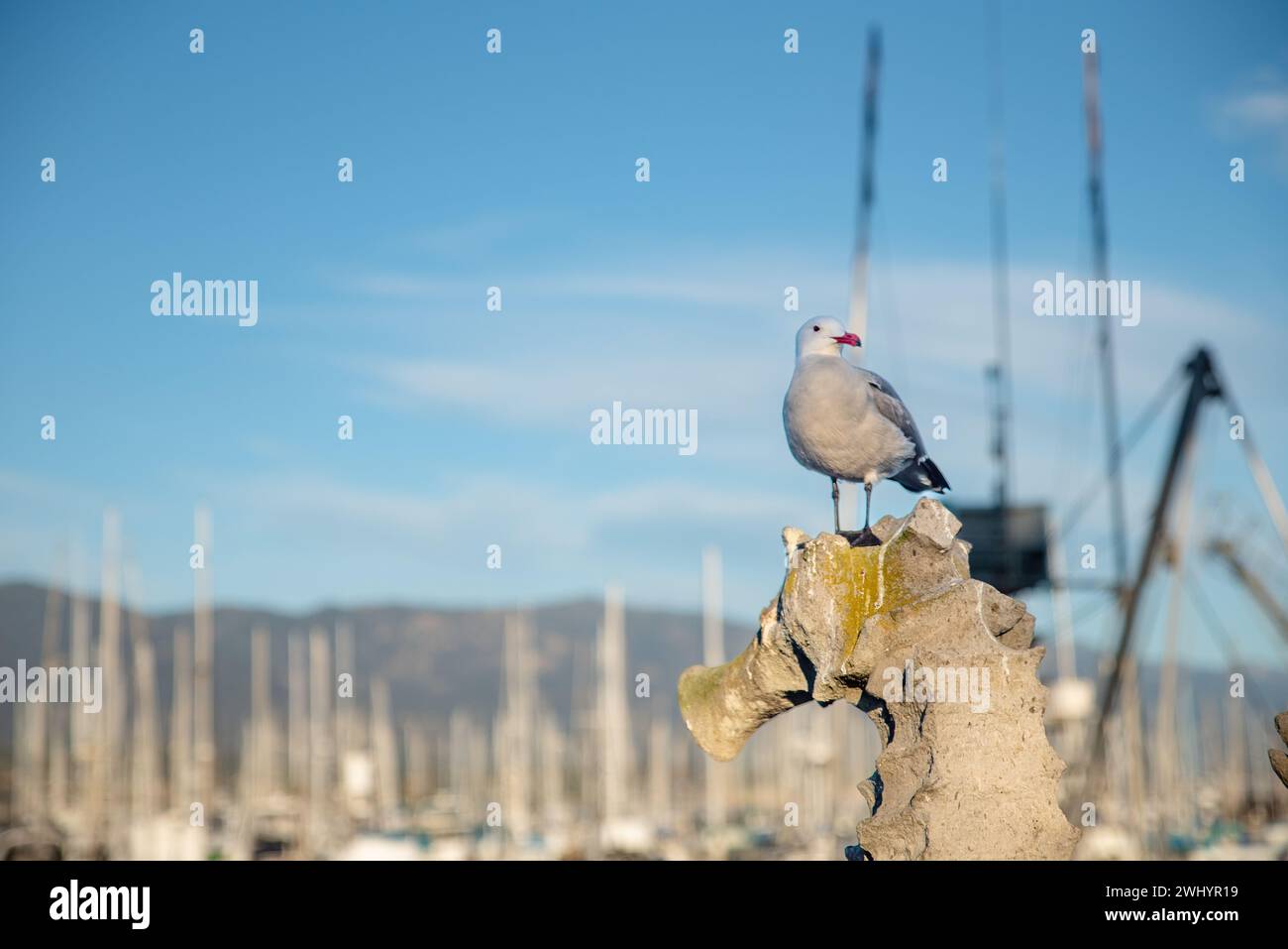 Gabbiano, porto di Santa Barbara, barche, arroccato, flora e fauna selvatiche, Coastal, Bird, Seaside, Seagull arroccato, Harbor Scene Foto Stock