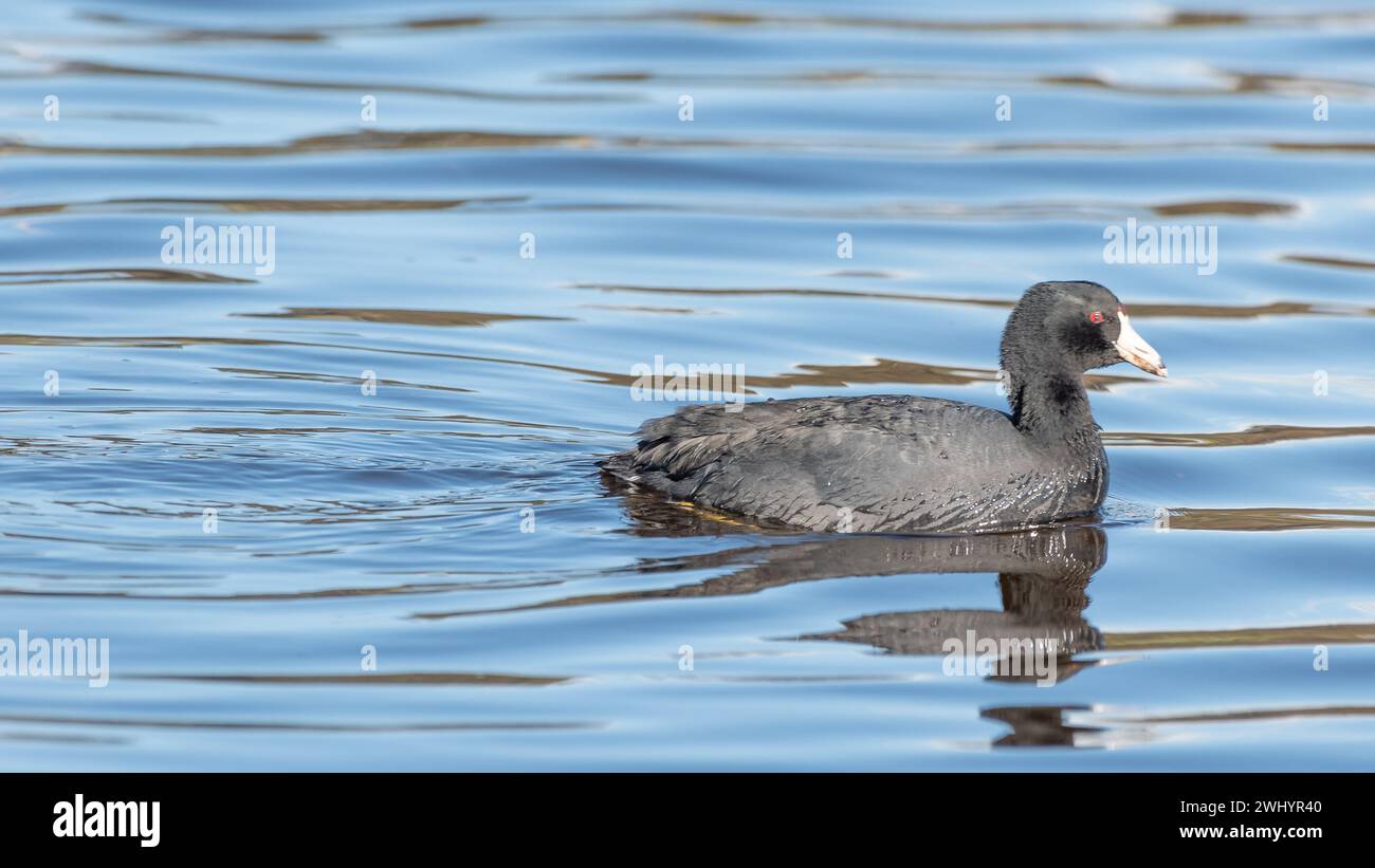 American Coot, Fulica americana, Mud Hen, Poule d'Eau, Santa Barbara, Alice Keck Garden, birdwatching, specie di uccelli, uccelli acquatici Foto Stock