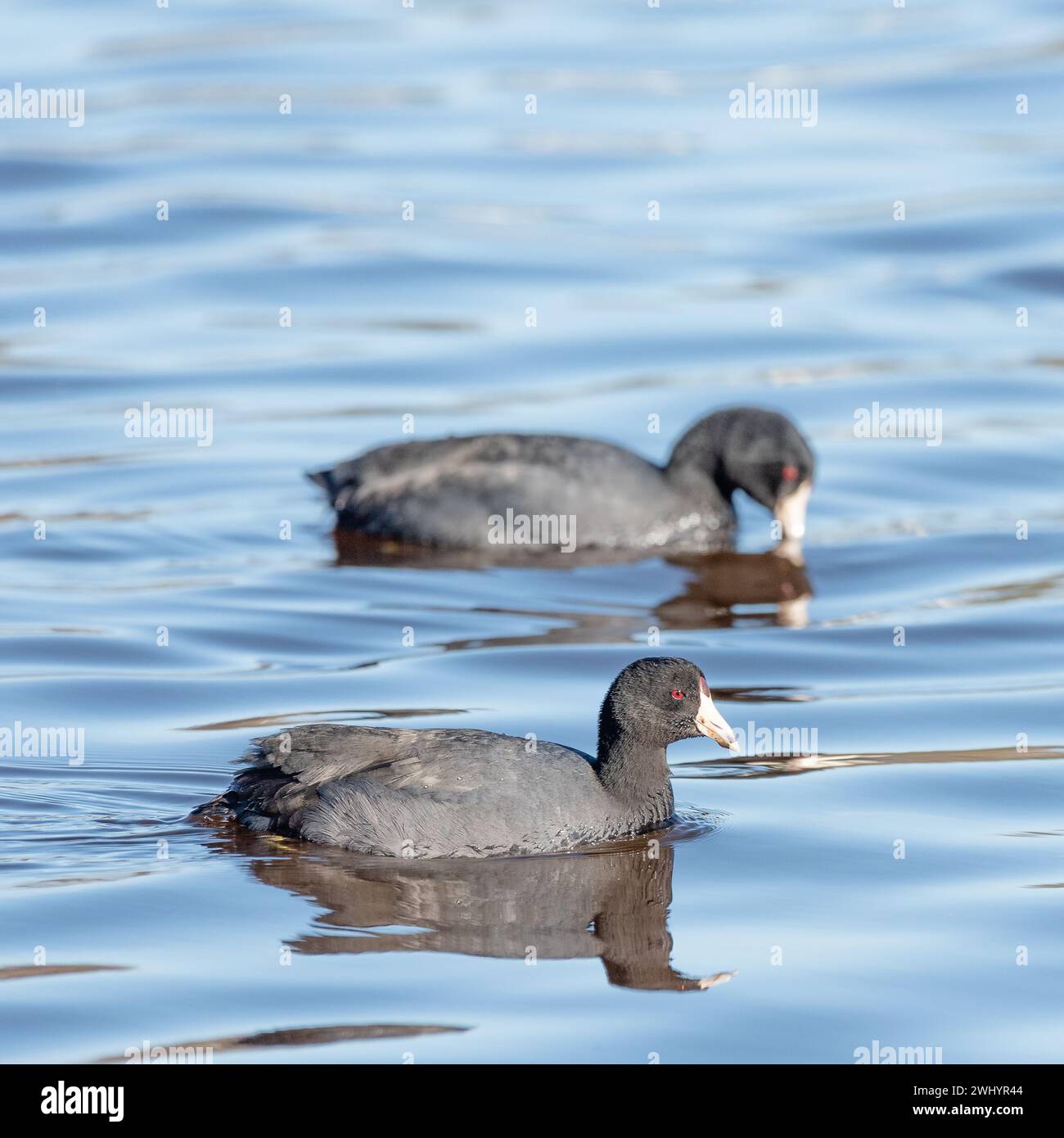 American Coot, Fulica americana, Mud Hen, Poule d'Eau, Santa Barbara, Alice Keck Garden, birdwatching, specie di uccelli, uccelli acquatici Foto Stock