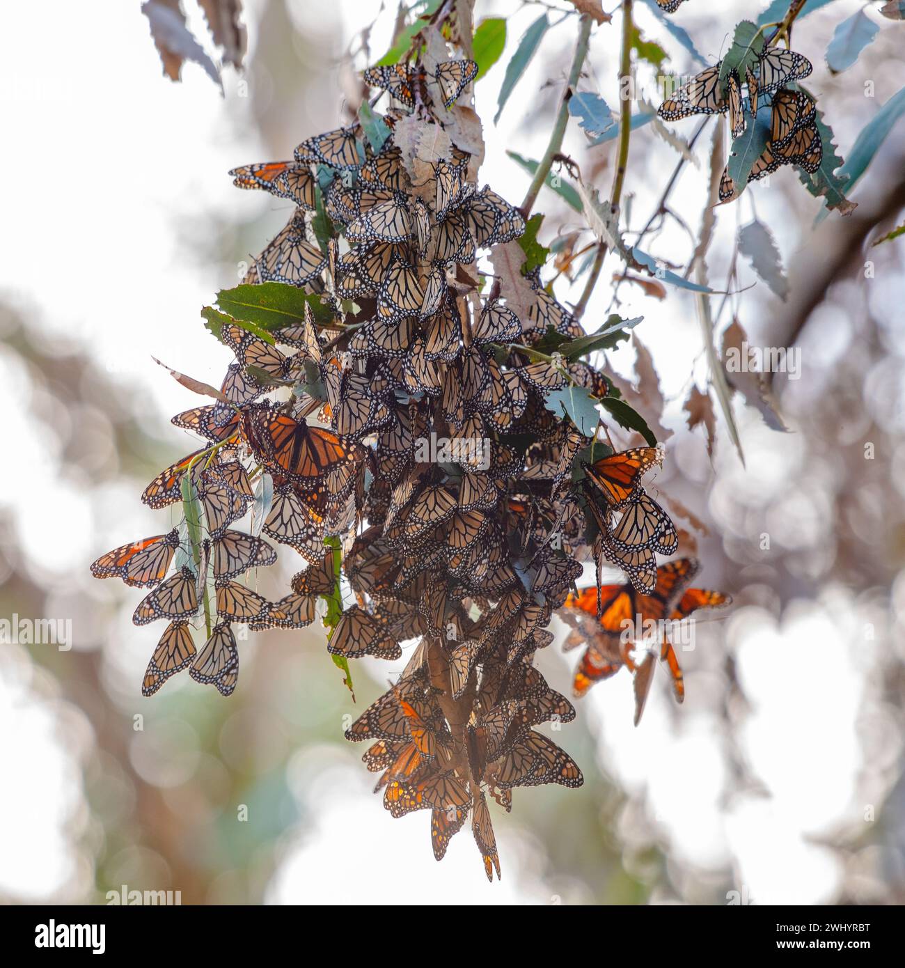 Monarchi, riproduzione, Eucalyptus Tree, Santa Barbara, California, farfalla Orange Monarch, accoppiamento, migrazione, ammasso di farfalle, ciclo di vita Monarch Foto Stock