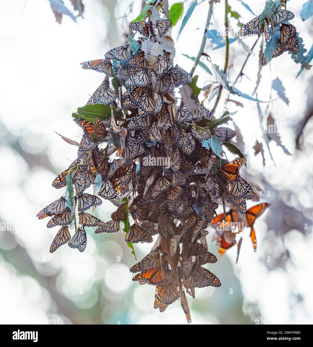 Monarchi, riproduzione, Eucalyptus Tree, Santa Barbara, California, farfalla Orange Monarch, accoppiamento, migrazione, ammasso di farfalle, ciclo di vita Monarch Foto Stock