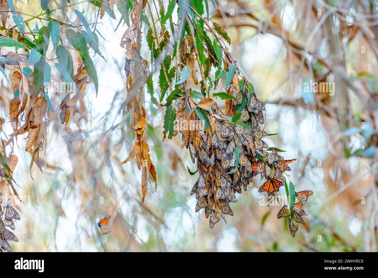 Monarchi, riproduzione, Eucalyptus Tree, Santa Barbara, California, farfalla Orange Monarch, accoppiamento, migrazione, ammasso di farfalle, ciclo di vita Monarch Foto Stock